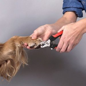 Pet Grooming Scissors Dog and Cat Nail Clippers